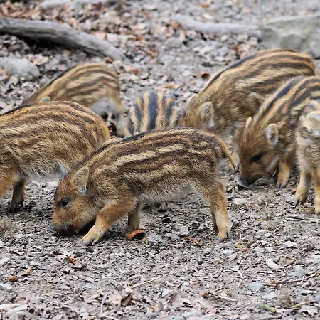 De Vrolijcke Bosmuis 4* Бергейк