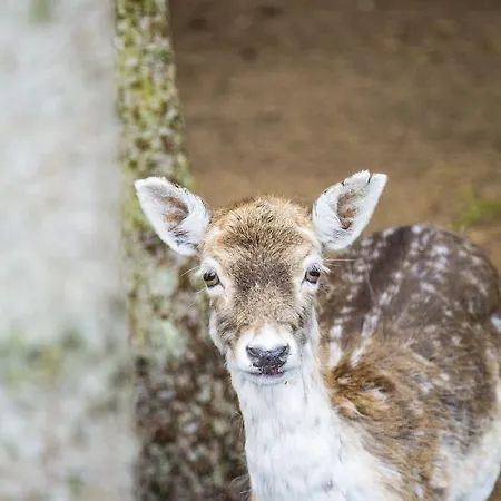 De Vrolijcke Bosmuis Alojamento de Acomodação e Pequeno-almoço 4*