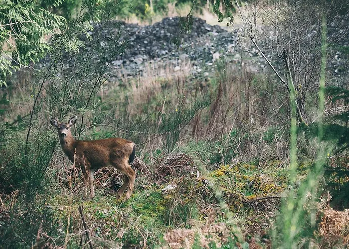 De Vrolijcke Bosmuis 4* Bergeijk