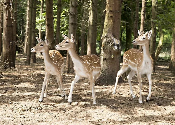 De Vrolijcke Bosmuis