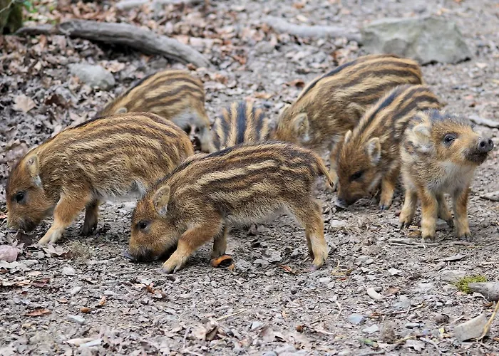 De Vrolijcke Bosmuis 4* Bergeijk