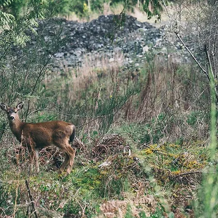 De Vrolijcke Bosmuis 4* Bergeijk