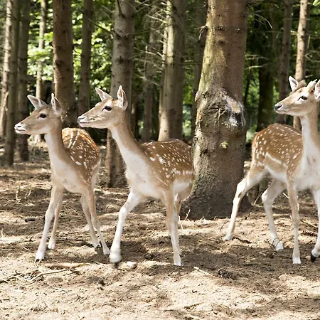 De Vrolijcke Bosmuis