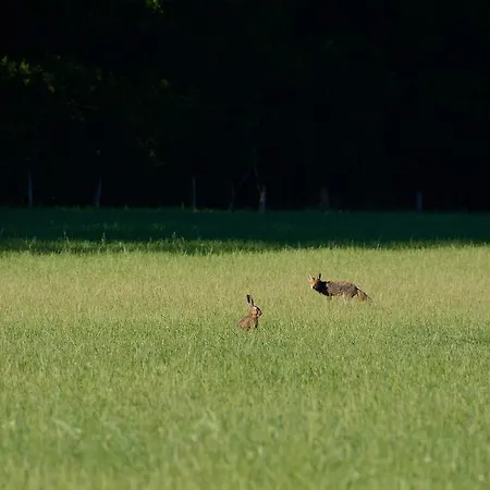 De Vrolijcke Bosmuis Panzió