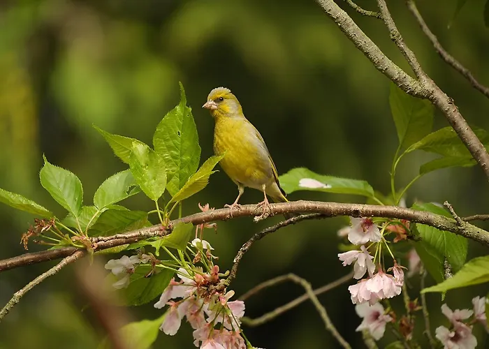 De Vrolijcke Bosmuis Bed & Breakfast
