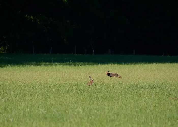 De Vrolijcke Bosmuis Bed & Breakfast