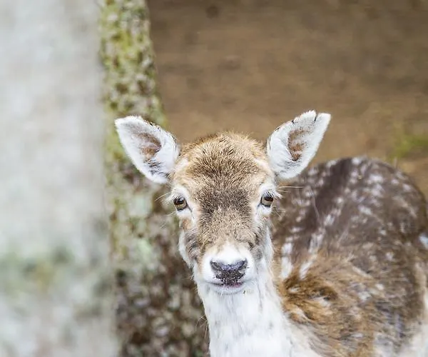 De Vrolijcke Bosmuis Bed & Breakfast 4*